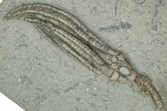 Fossil Crinoid (Hypselocrinus) - Crawfordsville, Indiana #359207